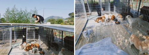 제이홉 임곡유기견 쉼터 후원 후