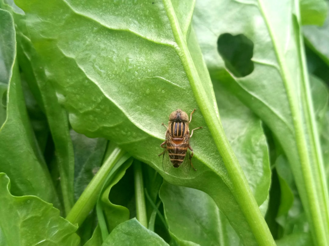 Identification