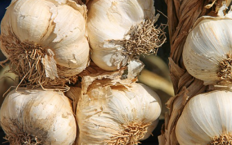 마늘 파종시기와 거름 주는 방법 알아볼까요 1