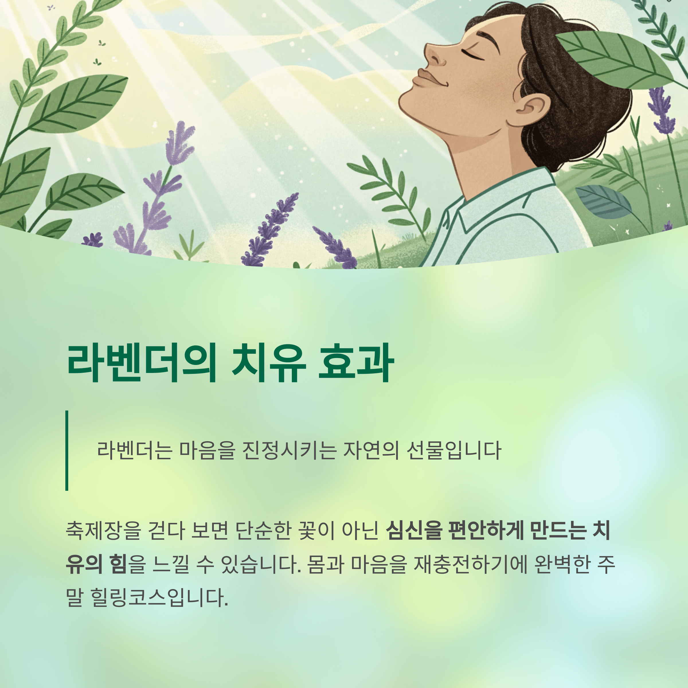 라벤더의 치유 효과와 힐링 코스 안내