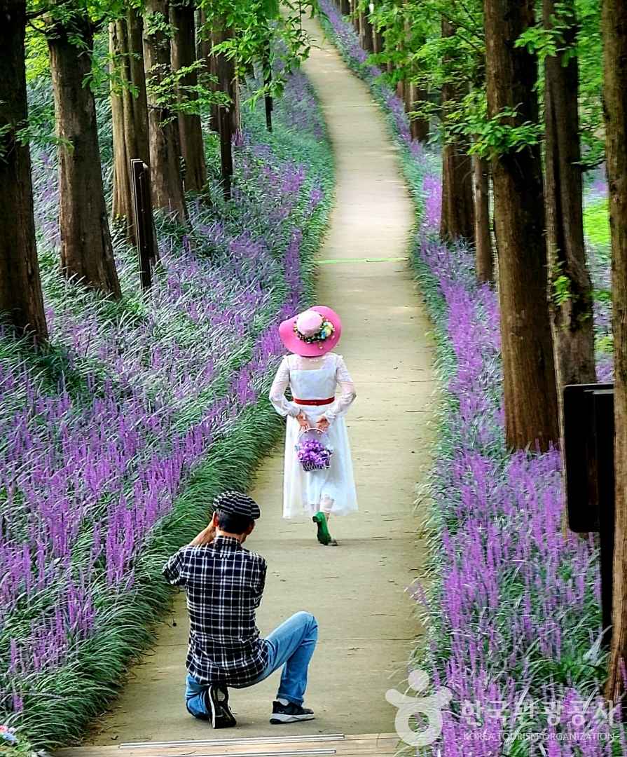 광주 맥문동숲길