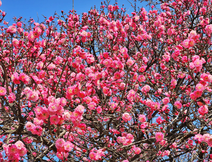 2025. 4. 19. 봉은사 연등제 야경 산책 후기 (겹벚꽃, 라일락, 홍매화 개화상황 포함)