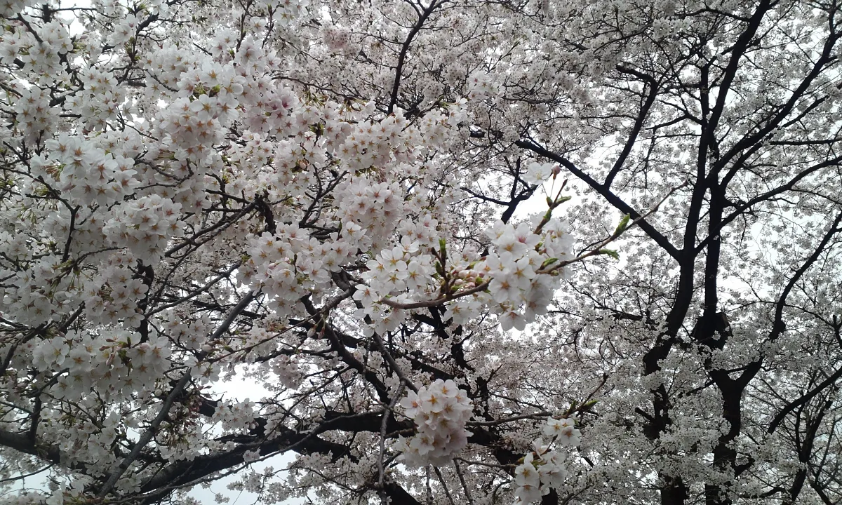 A peaceful scene where cherry blossom trees in full bloom cover the sky.