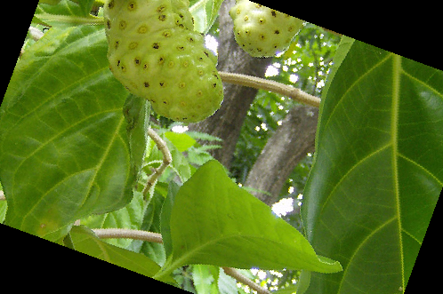 노니 효능 부작용 주스 복용법