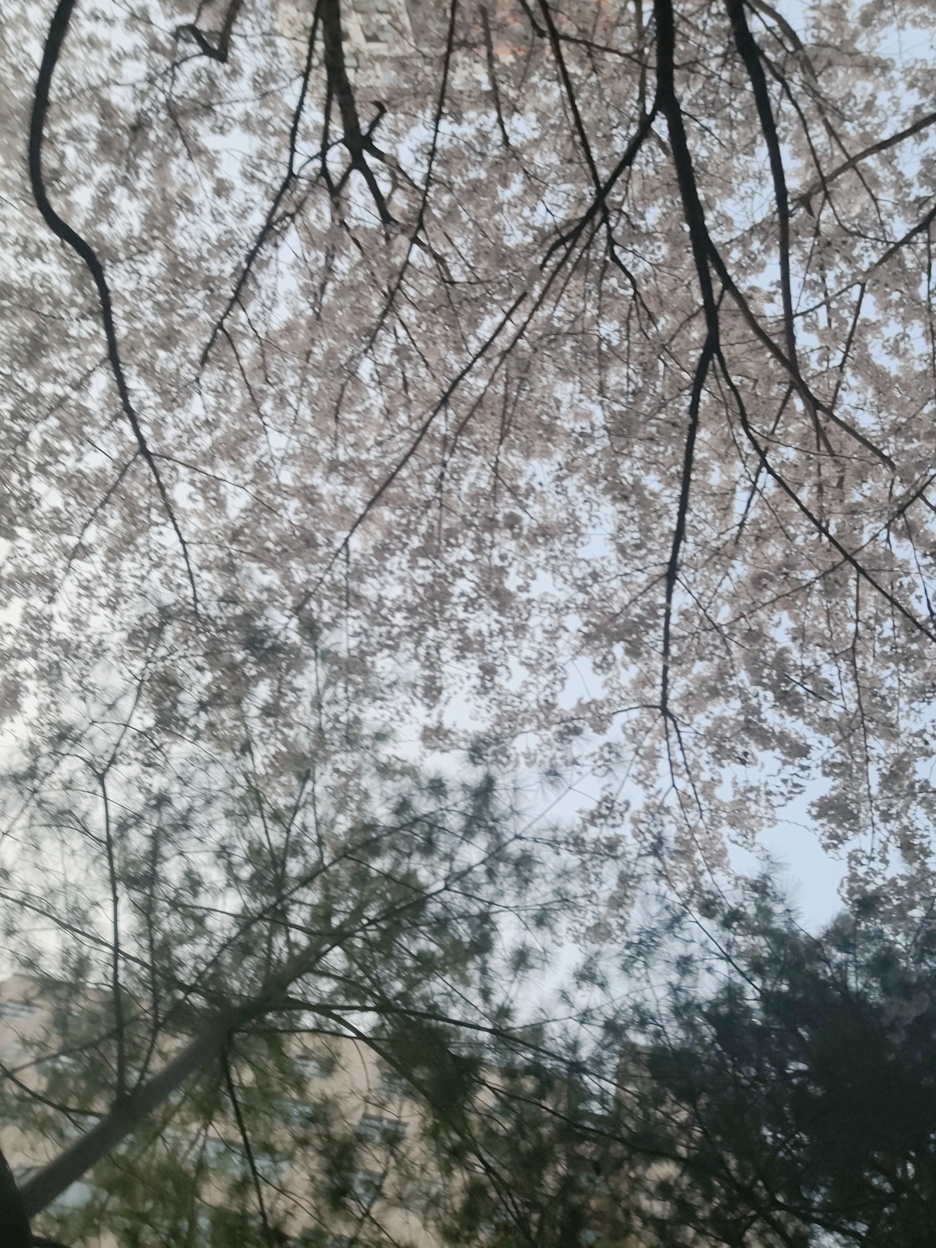 공덕역 경의선 숲길 벚꽃 구경 플레이스