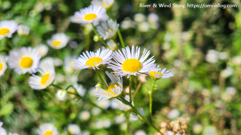 개망초.Erigeron annuus 종합 정리