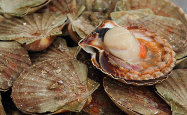 가리비 찌는 법