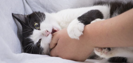 고양이에게 응석받이를 당하고 있다.