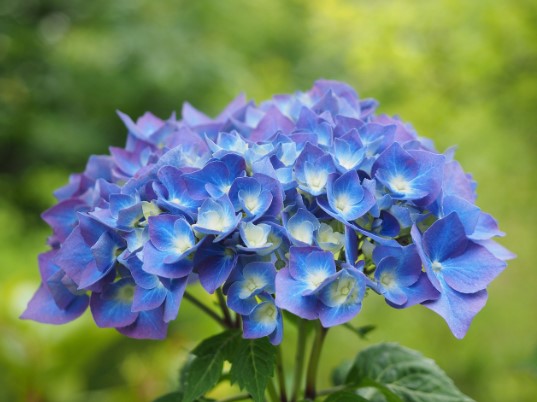 수국축제