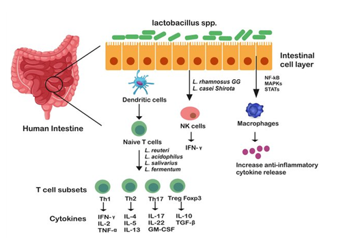 칸디다 질염 유산균6