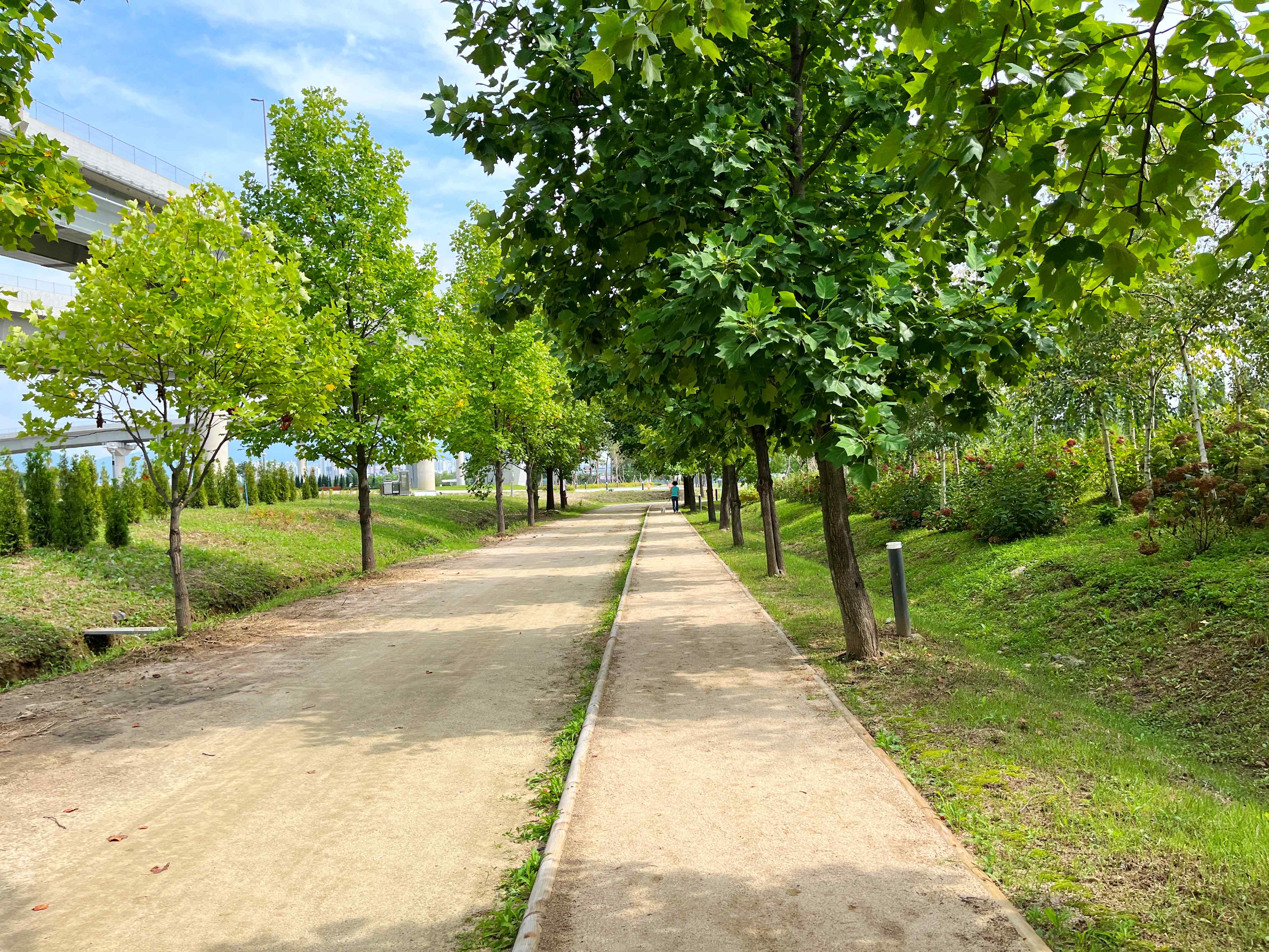 구리시민공원 코스모스