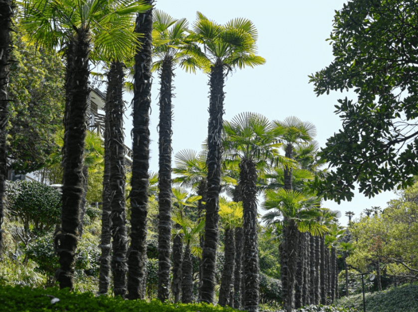 경남-거제-외도-보타니아