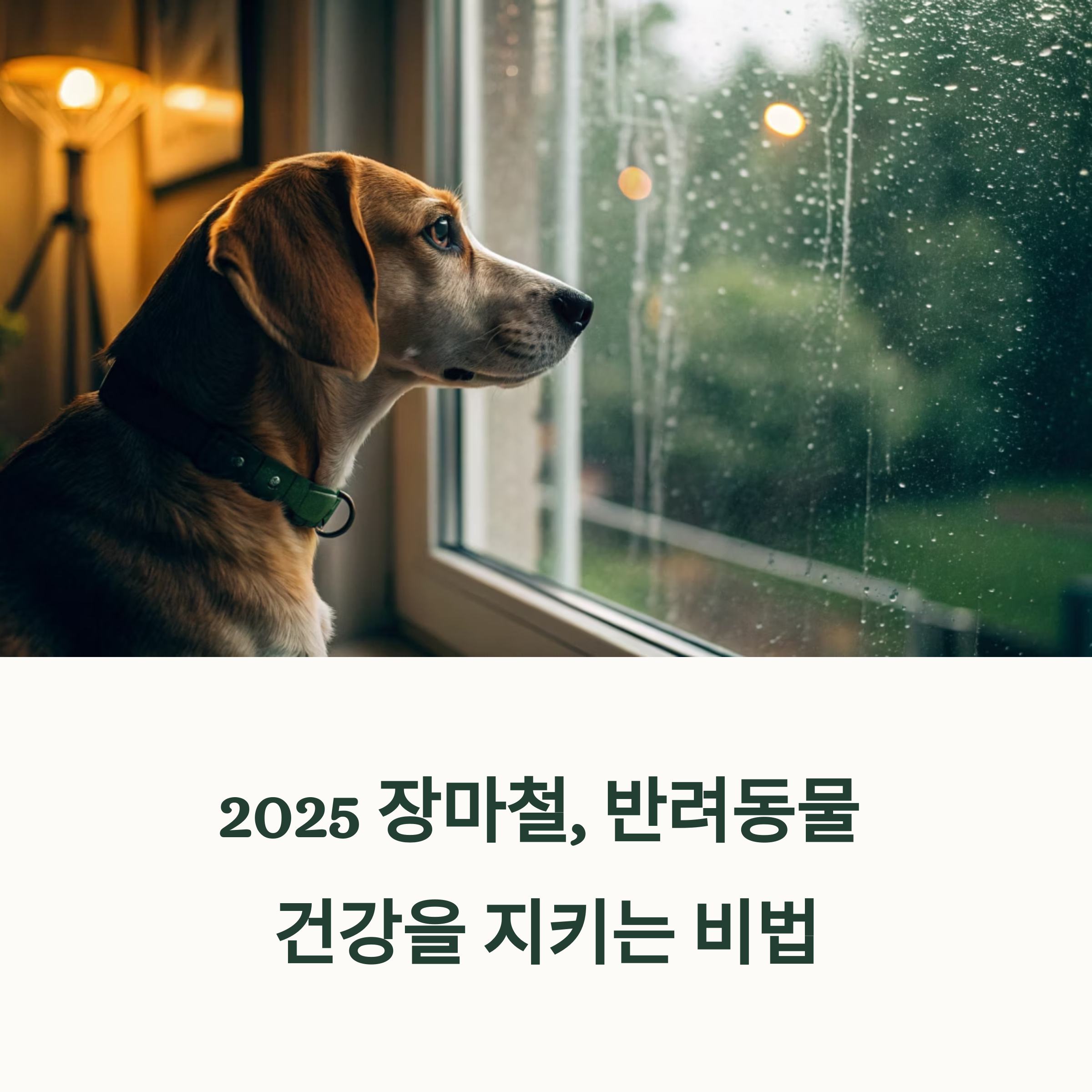 장마철 반려동물 실내 안전관리 가이드