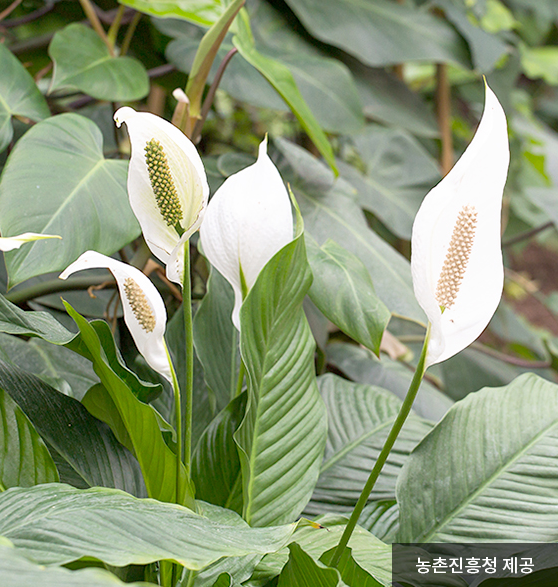 공기정화식물-스파티필름