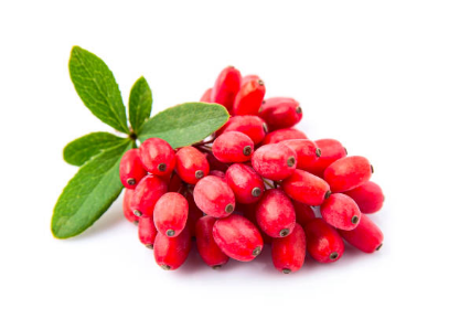 구기자 효능, 효능과 부작용, 먹는법 총정리 (2024ver)