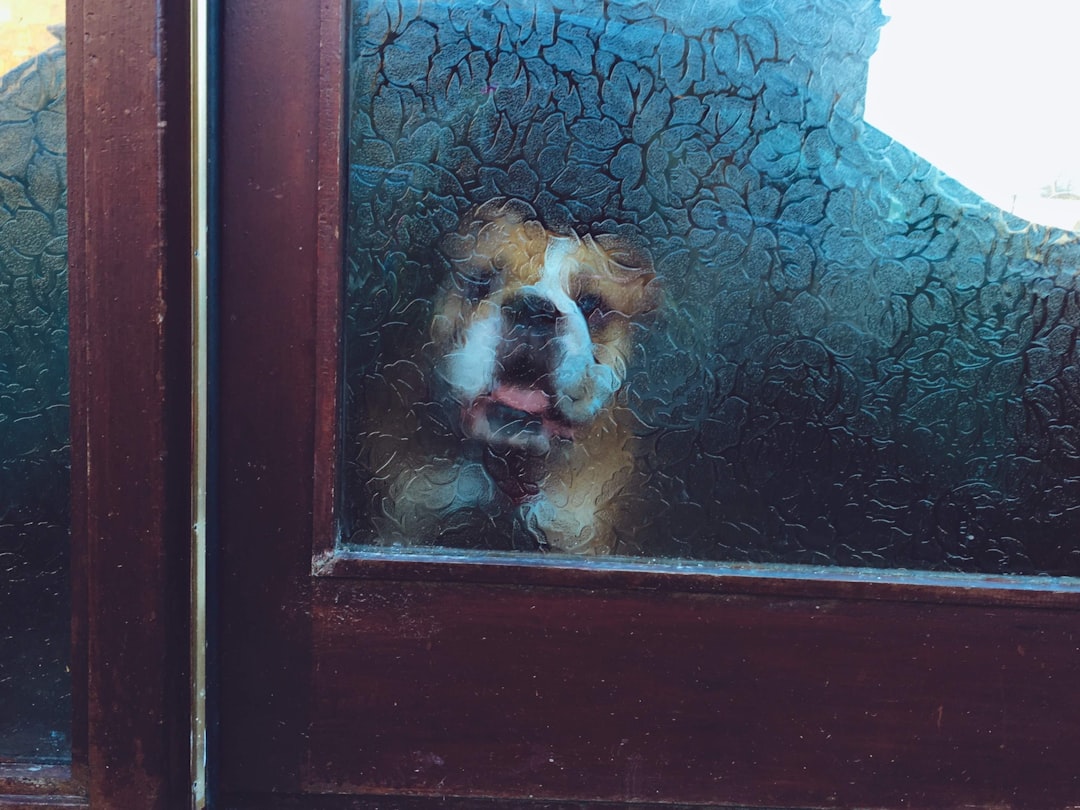 Pet door.