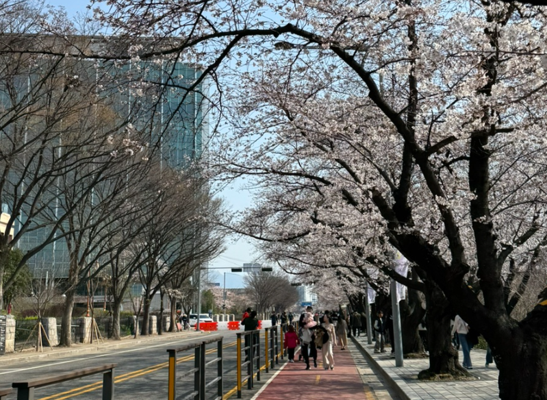 여의도 벚꽃2