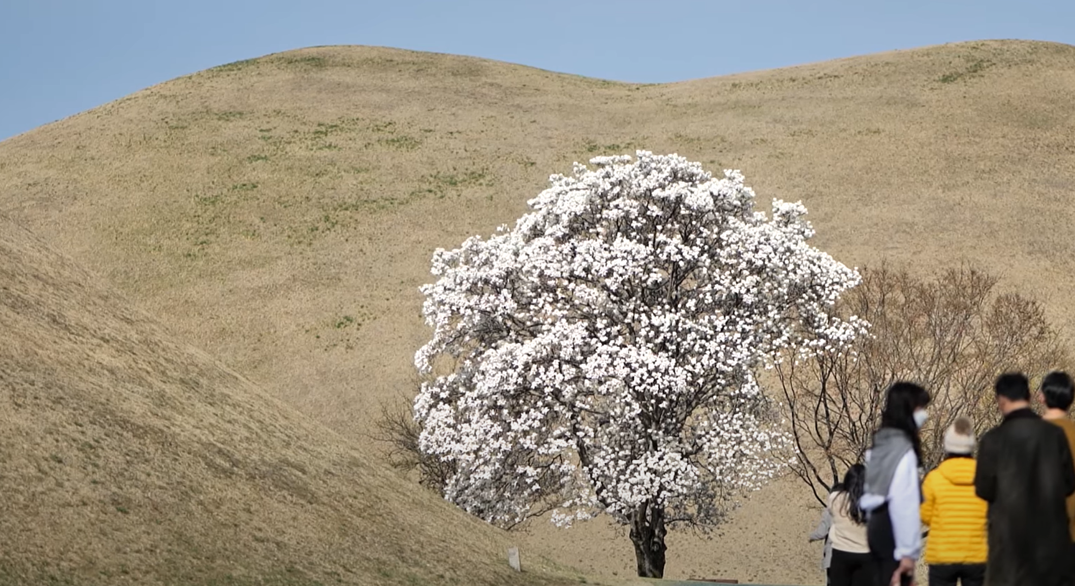 경주 대릉원 봄꽃 축제