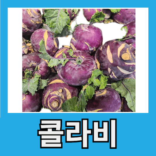 콜라비 효능 콜라비 수확시기 제주 콜라비 농장 콜라비 가격