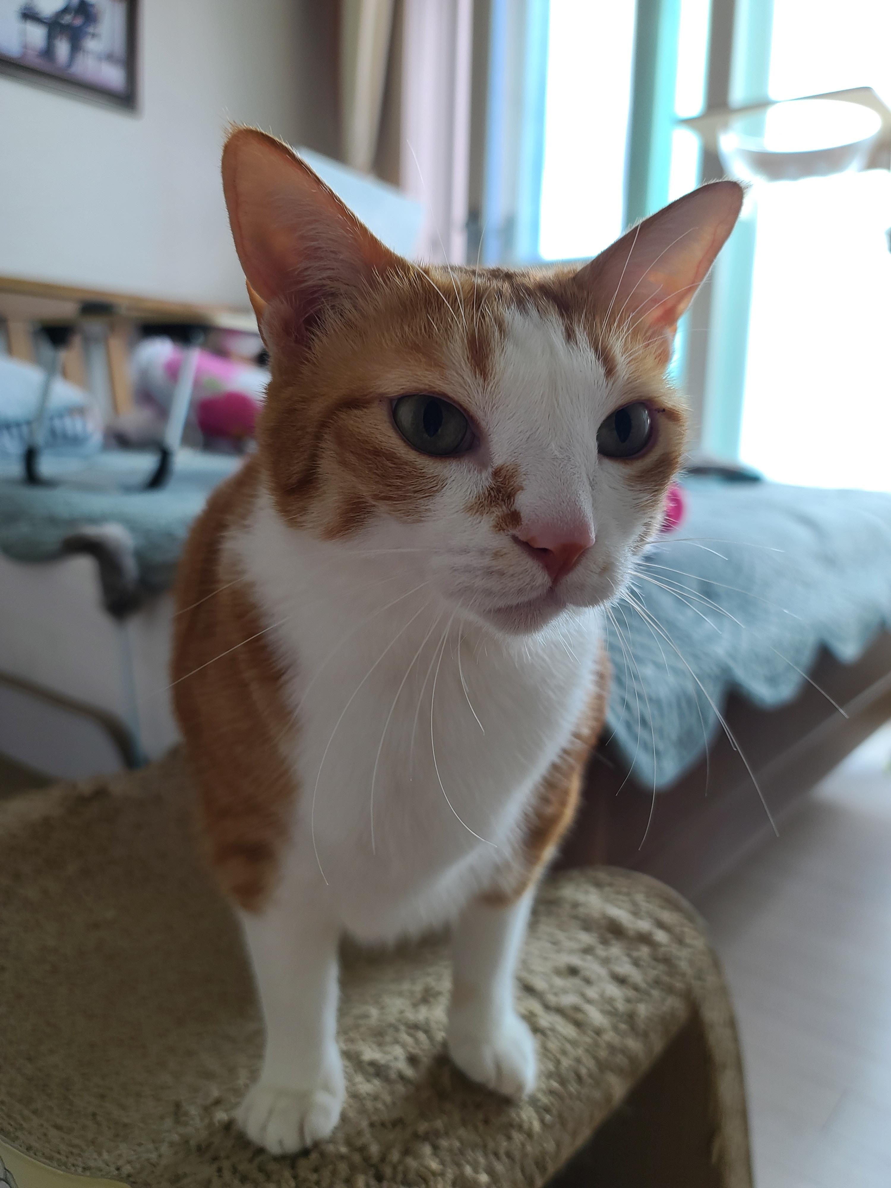 즐거운 추석! 우리 아홉냥이들 추석인사 받고 가세요~!