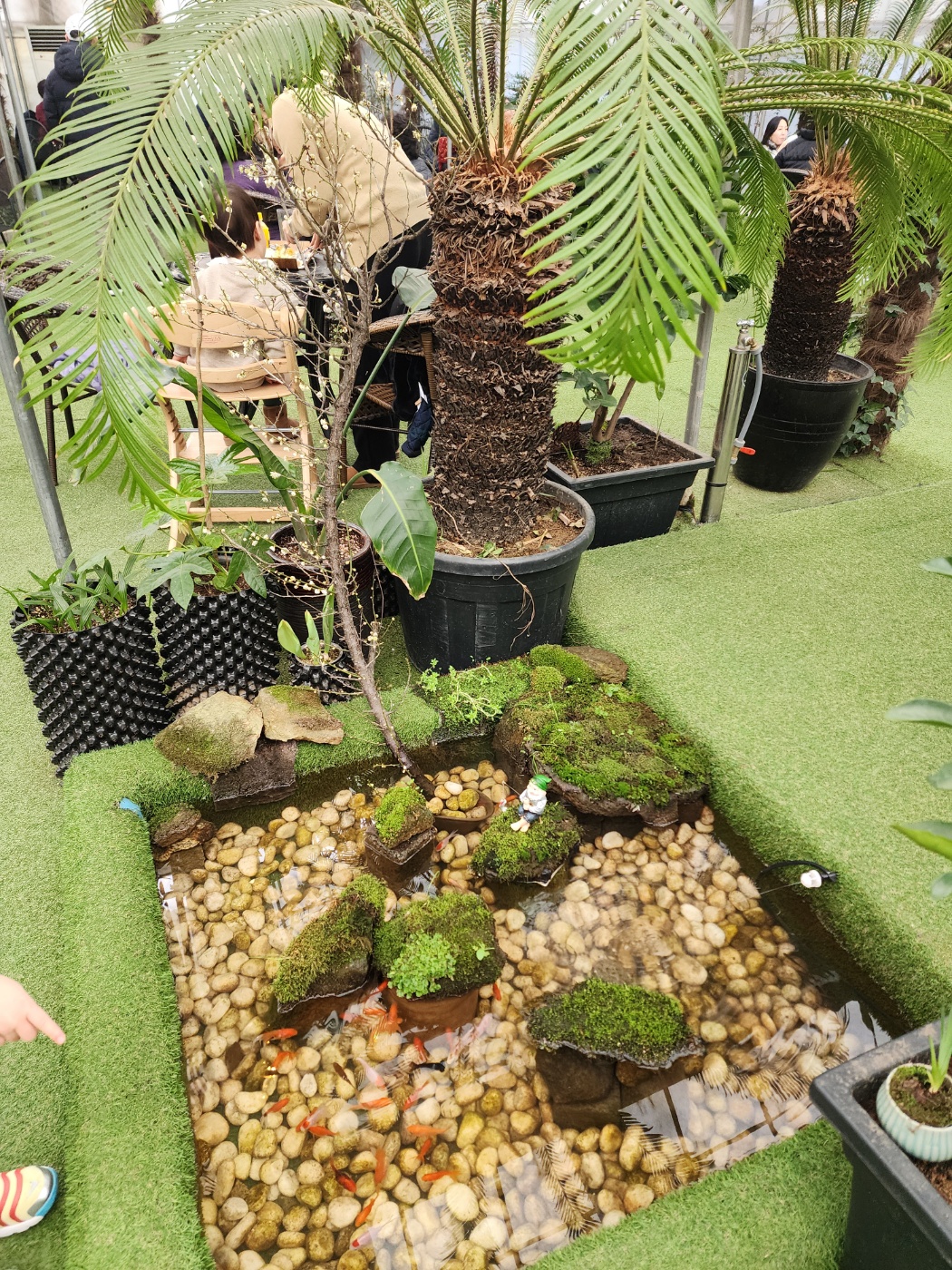 코코테로의 물고기들