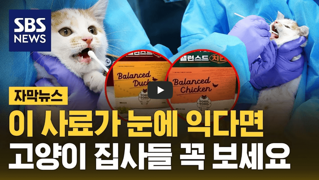 고양이 사료 ai 검출 관련 뉴스 영상의 섬네일