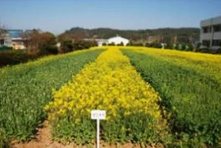 유채 재배 가을 파종 겨울 보온 봄 개화_4