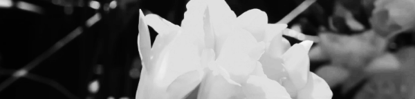 여성스러움, 사랑, 애정