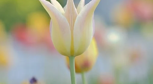 반려동물 자격증 창업 취업