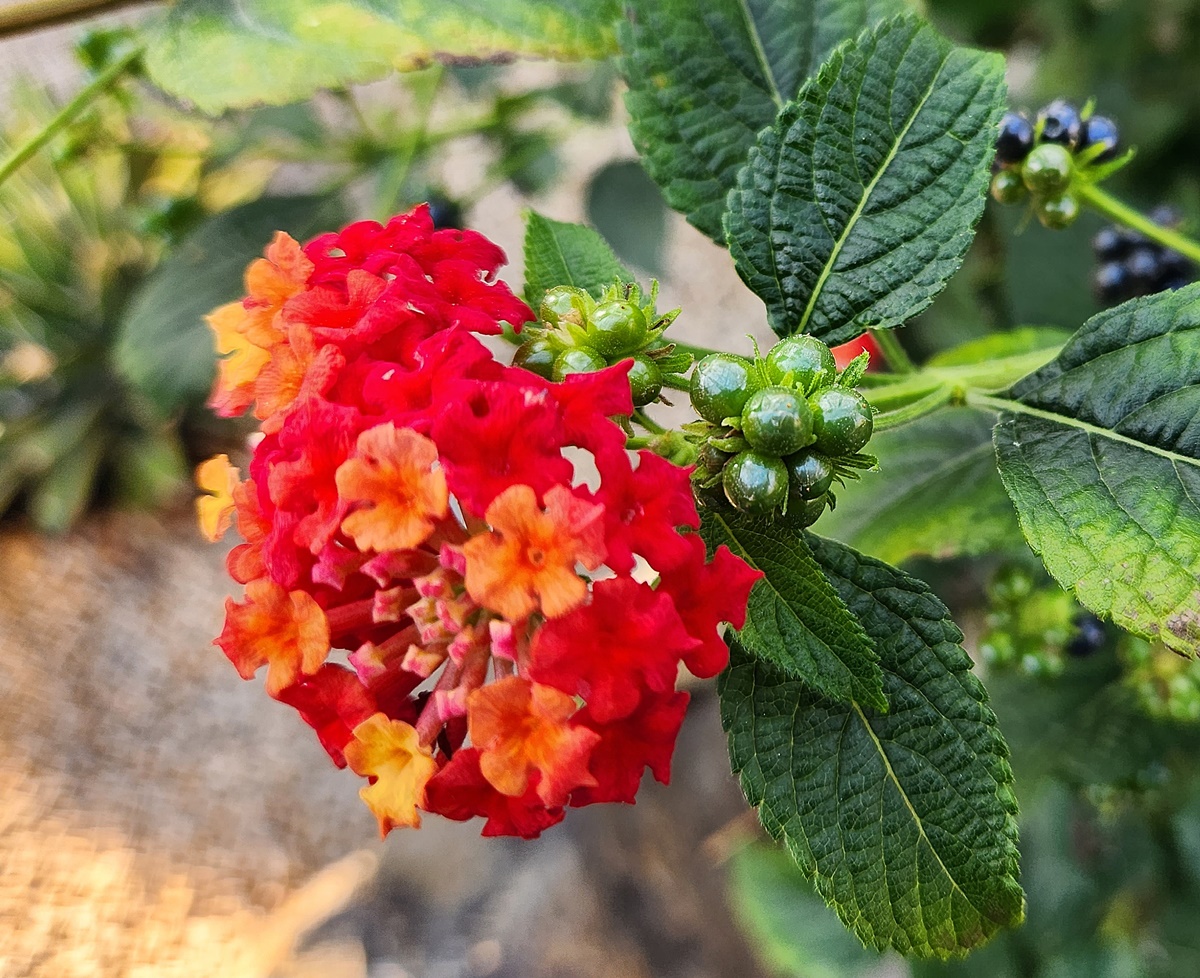 란타나 Lantana