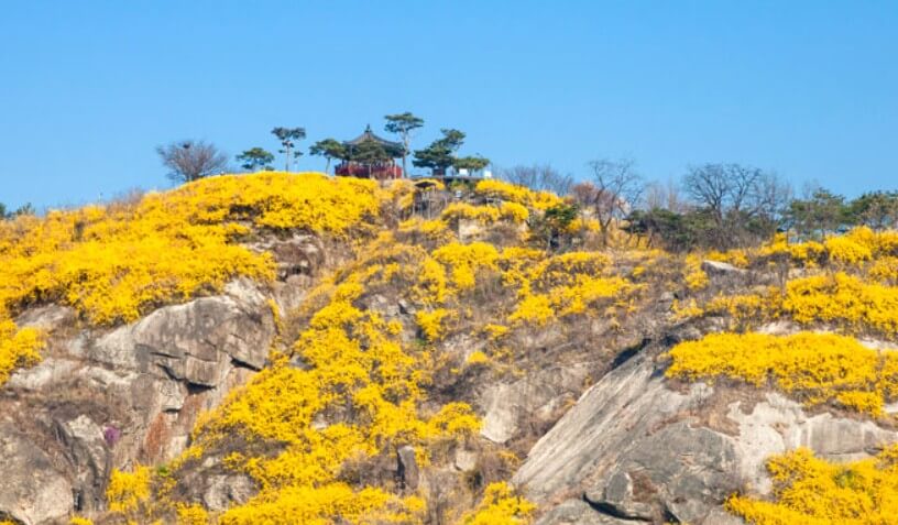 개나리 개화시기