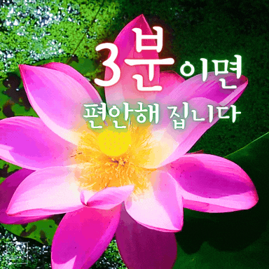 분홍 연꽃 위에 '3분이면 편안해집니다' 글귀, 마음을 다스리는 명언 이미지