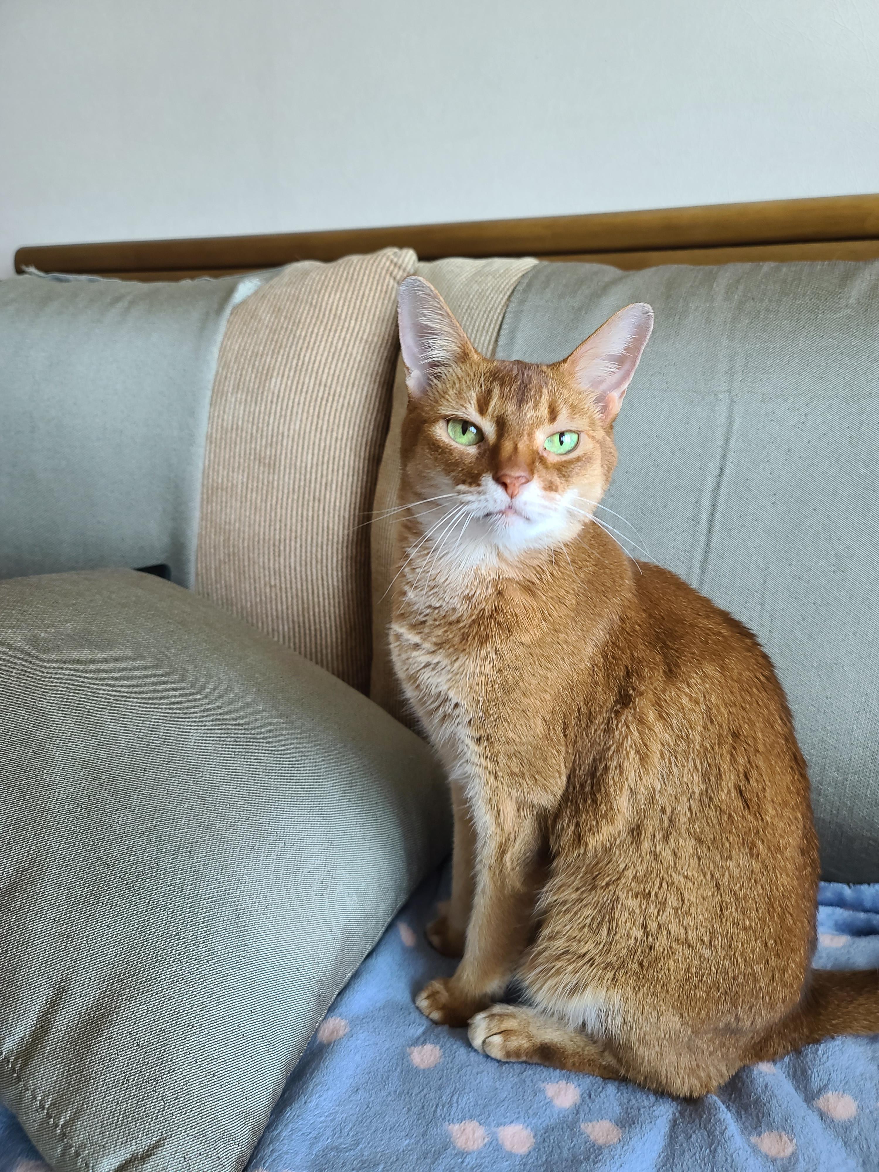 서열1위 아비시니안 루나의 쫑알쫑알.(루나의 속마음)