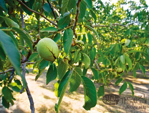 호두 재배 순 지르기 수분 수정 고온 피해 예방_4