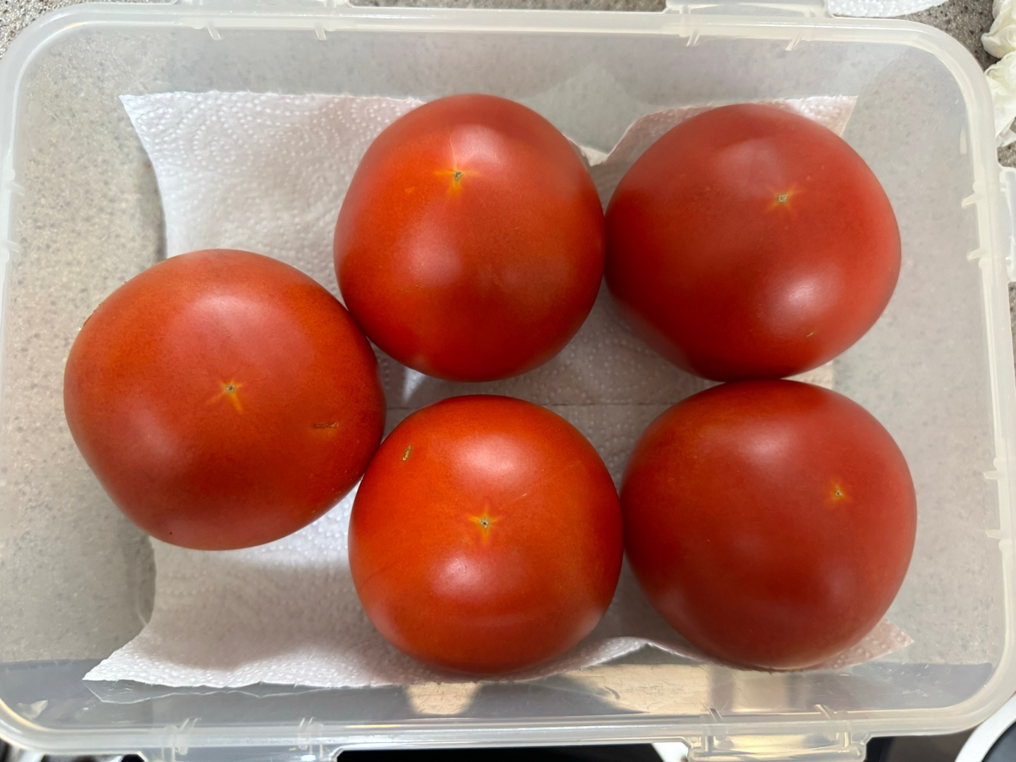 여름 제철 토마토 효능과 보관하는 방법