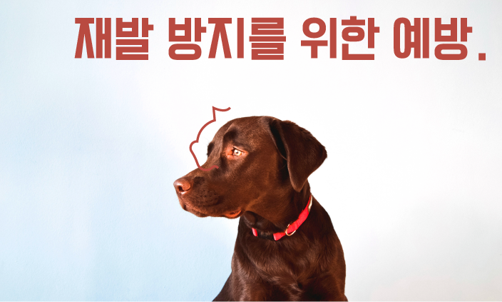 강아지-쿠싱