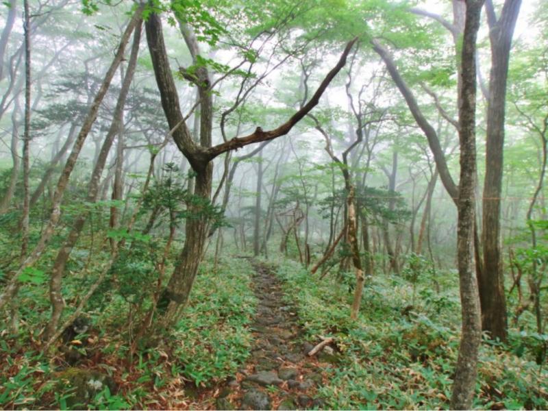 돈내코-탐방로