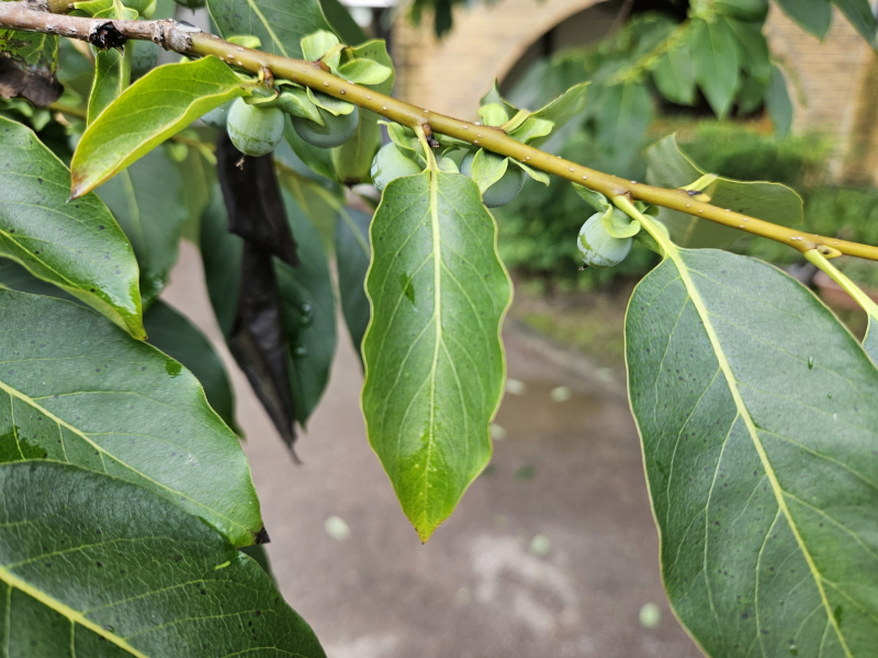 고욤나무 열매1