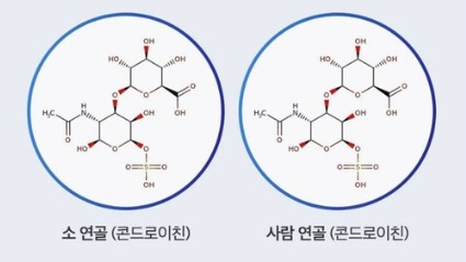 콘드로이친 소 연골과 사람 연골이 유사하다는 비교 그림