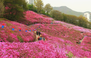 군포철쭉축제