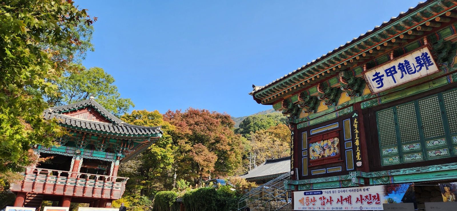 대전 유림공원 국화축제
