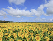 INFP 유형 특징 분석