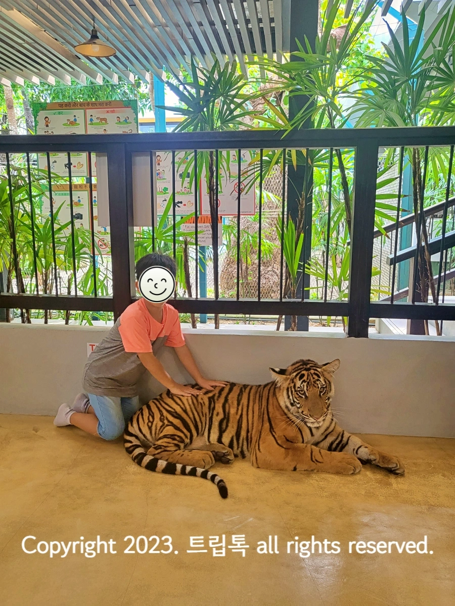 호랑이가 엎으려있고 뒤쪽에서 아이가 호랑이를 두 손으로 만지고 있다.