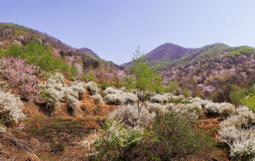 금산 보곡산골 산벚꽃 축제