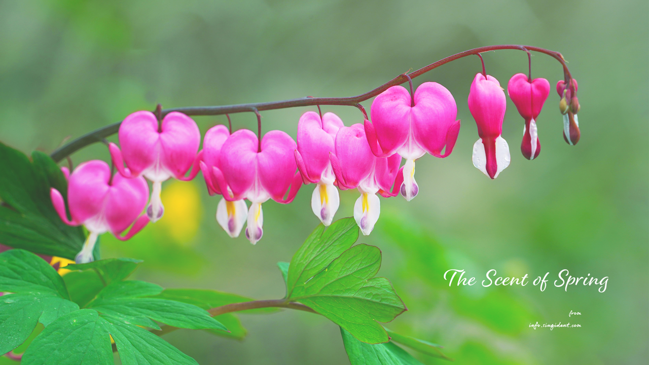 01 한줄기 금낭화 C - The Scent of Spring 꽃배경화면