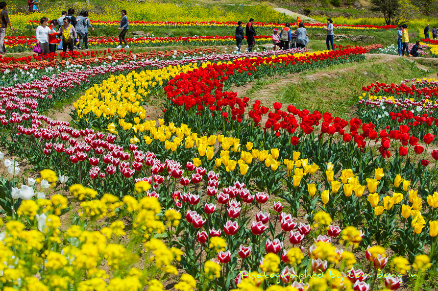 남해-장평지-사진2