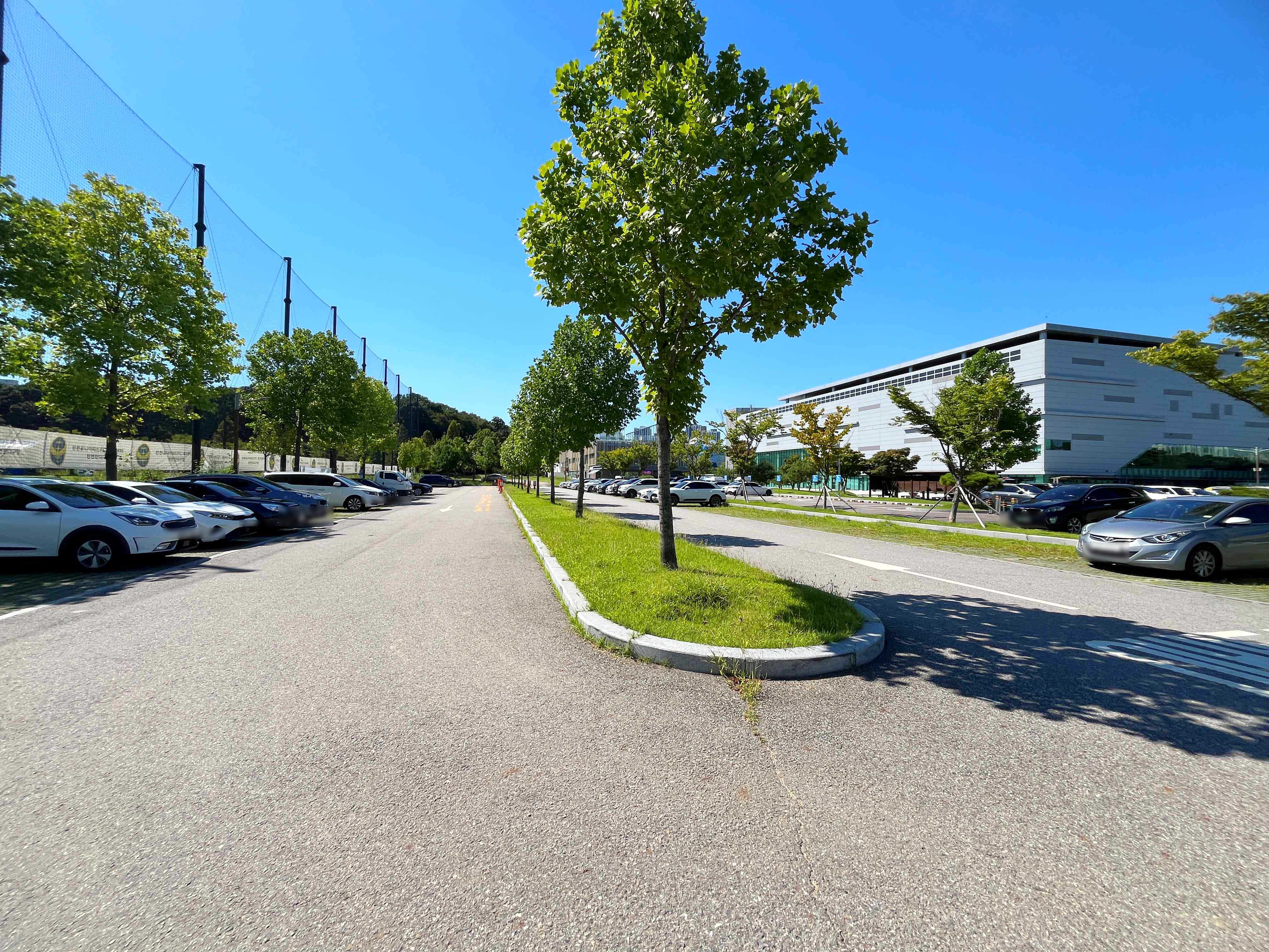 인천 선학동 메밀꽃