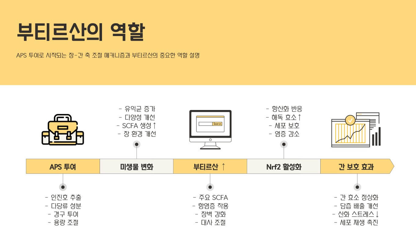 부티르산의 역할