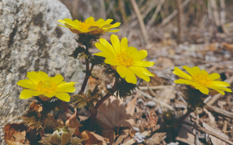 국립한국자생식물원