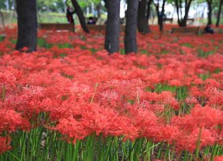 커플 감성 여행: 꽃무릇, 대구 그린웨이, 사진명소